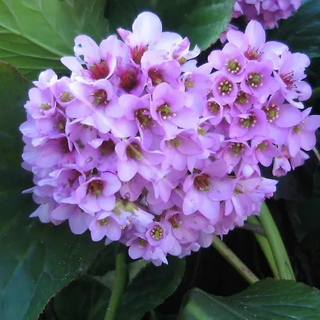 乡村民宿 Il Borgo Antico Montefiore Conca